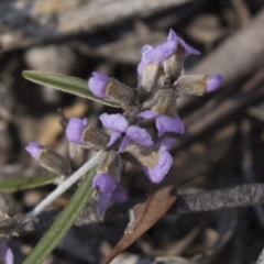 Hovea heterophylla (Common Hovea) at Bruce, ACT - 11 Sep 2018 by AlisonMilton