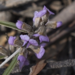 Hovea heterophylla at Bruce, ACT - 11 Sep 2018