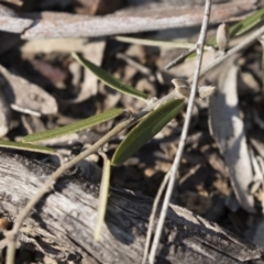 Hovea heterophylla at Bruce, ACT - 11 Sep 2018 02:07 PM