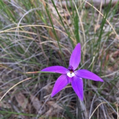 Glossodia major (Wax Lip Orchid) at Downer, ACT - 25 Sep 2020 by WalterEgo