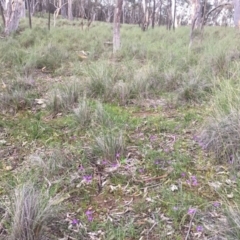 Glossodia major at Downer, ACT - 25 Sep 2020