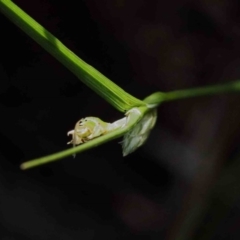 Carex inversa (Knob Sedge) at O'Connor, ACT - 26 Sep 2020 by ConBoekel