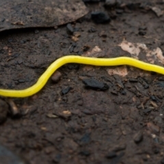 Caenoplana sulphurea (A Flatworm) at Booth, ACT - 25 Sep 2020 by Jek