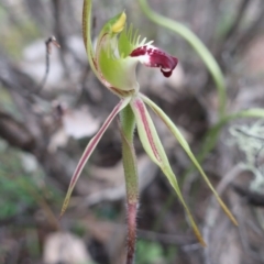 Caladenia parva (Brown-clubbed Spider Orchid) at Paddys River, ACT - 26 Sep 2020 by LindaGroom