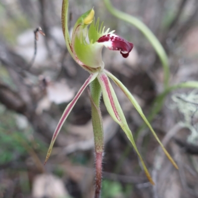 Caladenia parva (Brown-clubbed Spider Orchid) - 1 Jan 1900 by LindaGroom