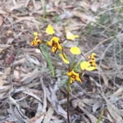 Diuris pardina (Leopard Doubletail) at Downer, ACT - 25 Sep 2020 by WalterEgo