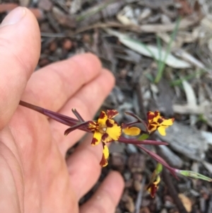 Diuris pardina at Downer, ACT - 25 Sep 2020