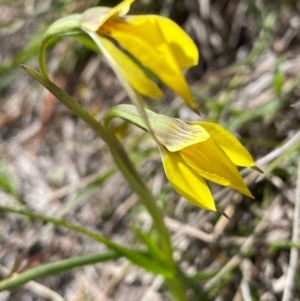 Diuris chryseopsis at Rossi, NSW - 26 Sep 2020