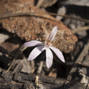 Caladenia fuscata at Bruce, ACT - suppressed