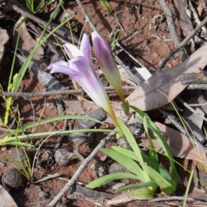 Freesia leichtlinii subsp. leichtlinii x Freesia leichtlinii subsp. alba at O'Connor, ACT - 26 Sep 2020