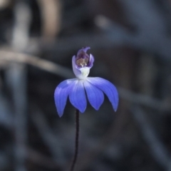 Cyanicula caerulea (Blue Fingers, Blue Fairies) at Bruce, ACT - 11 Sep 2018 by AlisonMilton