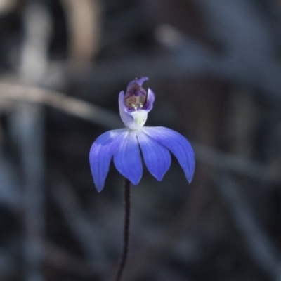 Cyanicula caerulea (Blue Fingers, Blue Fairies) at Bruce, ACT - 11 Sep 2018 by AlisonMilton