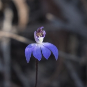 Cyanicula caerulea at Bruce, ACT - suppressed