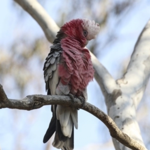 Eolophus roseicapilla at Bruce, ACT - 11 Sep 2018 02:59 PM