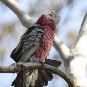 Eolophus roseicapilla at Bruce, ACT - 11 Sep 2018 02:59 PM