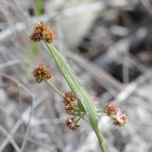 Luzula densiflora at O'Connor, ACT - 26 Sep 2020