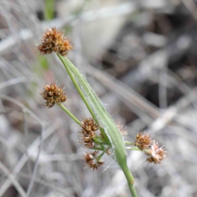 Luzula densiflora (Dense Wood-rush) at O'Connor, ACT - 26 Sep 2020 by ConBoekel