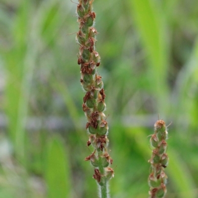 Plantago varia (Native Plaintain) at O'Connor, ACT - 26 Sep 2020 by ConBoekel