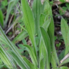 Plantago varia at O'Connor, ACT - 26 Sep 2020