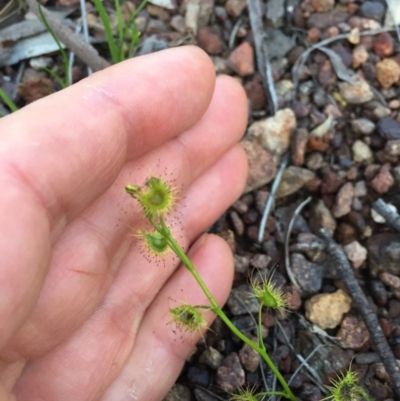 Drosera sp. (A Sundew) at Downer, ACT - 25 Sep 2020 by WalterEgo