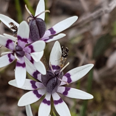 Tephritidae sp. (family) (Unidentified Fruit or Seed fly) at Ginninderry Conservation Corridor - 26 Sep 2020 by trevorpreston