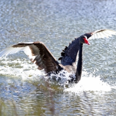 Cygnus atratus (Black Swan) at Gordon Pond - 26 Sep 2020 by RodDeb
