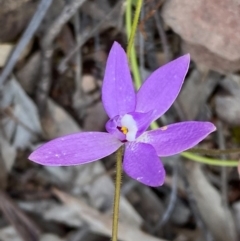 Glossodia major (Wax Lip Orchid) at Jerrabomberra, NSW - 23 Sep 2020 by Rohanna