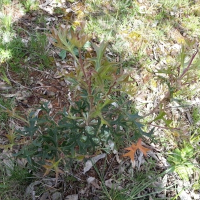 Grevillea ramosissima subsp. ramosissima (Fan Grevillea) at Campbell, ACT - 26 Sep 2020 by SilkeSma