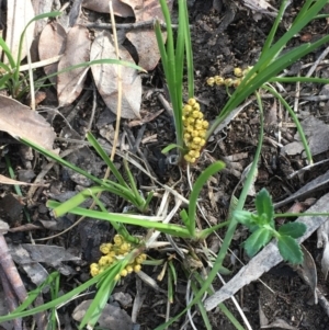 Lomandra filiformis at Collector, NSW - 24 Sep 2020