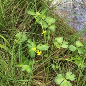 Ranunculus muricatus at Collector, NSW - 24 Sep 2020