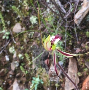 Caladenia atrovespa at Kowen, ACT - 26 Sep 2020