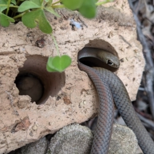 Demansia psammophis at Uriarra Village, ACT - 26 Sep 2020