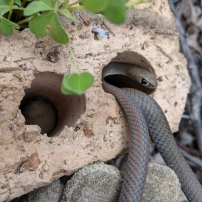 Demansia psammophis (Yellow-faced Whipsnake) at Uriarra Village, ACT - 26 Sep 2020 by SusanneG
