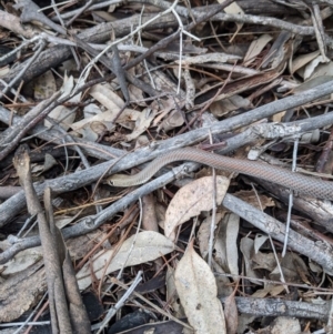 Demansia psammophis at Uriarra Village, ACT - suppressed