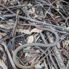 Demansia psammophis at Uriarra Village, ACT - 26 Sep 2020