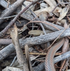 Demansia psammophis at Uriarra Village, ACT - suppressed