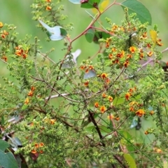 Pultenaea foliolosa (Small Leaf Bushpea) at Wodonga, VIC - 26 Sep 2020 by Kyliegw