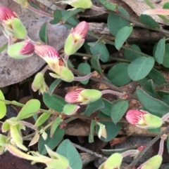 Bossiaea prostrata (Creeping Bossiaea) at Watson, ACT - 26 Sep 2020 by JaneR