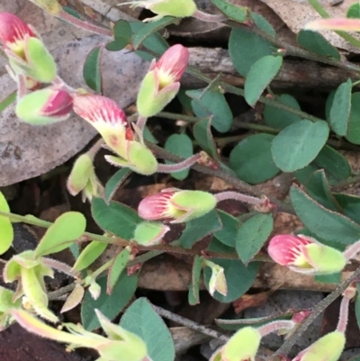 Bossiaea prostrata (Creeping Bossiaea) at Watson, ACT - 26 Sep 2020 by JaneR