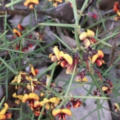 Daviesia genistifolia (Broom Bitter Pea) at Watson, ACT - 26 Sep 2020 by JaneR