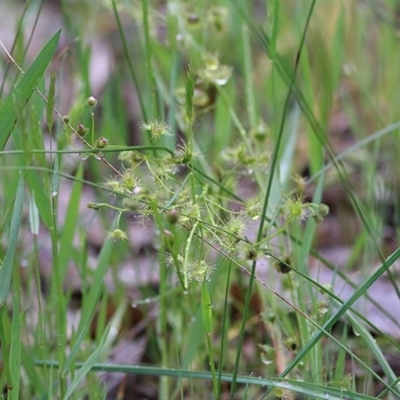 Drosera gunniana (Pale Sundew) at Wodonga, VIC - 26 Sep 2020 by KylieWaldon