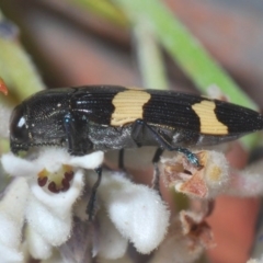 Castiarina bifasciata (Jewel beetle) at Tianjara, NSW - 25 Sep 2020 by Harrisi