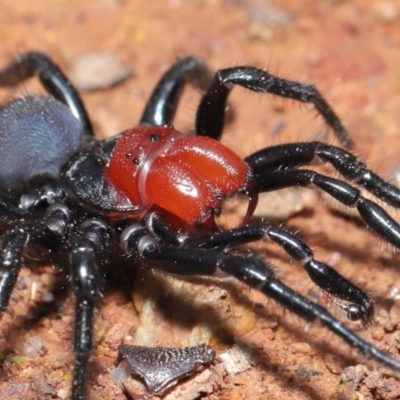 Missulena occatoria (Red-headed Mouse Spider) at Mount Majura - 26 Sep 2020 by TimL