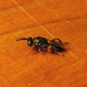 Chalcididae (family) at Conder, ACT - 26 May 2020