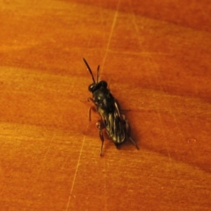 Chalcididae (family) at Conder, ACT - 26 May 2020