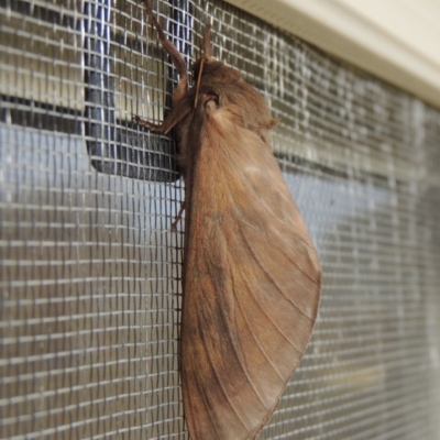 Hepialidae (family) (Unidentified Swift or Ghost Moth) at Pollinator-friendly garden Conder - 28 May 2020 by michaelb