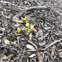 Diuris nigromontana (Black Mountain Leopard Orchid) at O'Connor, ACT - 27 Sep 2020 by Rebeccaryanactgov