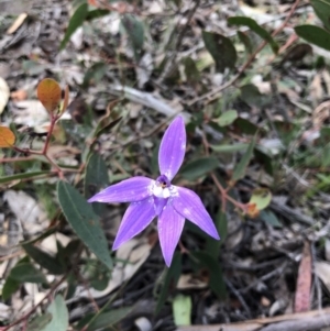 Glossodia major at O'Connor, ACT - suppressed