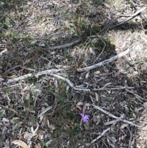 Glossodia major at O'Connor, ACT - suppressed