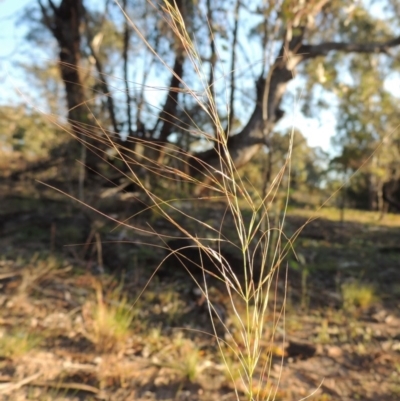 Austrostipa scabra (Corkscrew Grass, Slender Speargrass) at Melrose - 30 May 2020 by michaelb